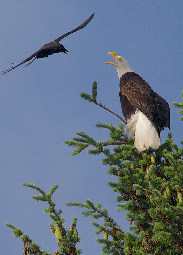 crow harassing Bald Eagle 