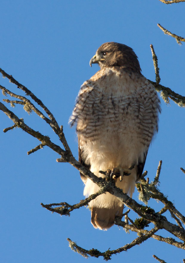 Red-Tailed Hawk In Tree