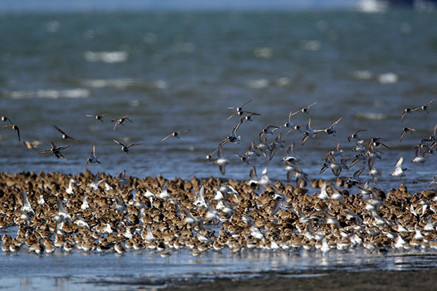 Spring Shorebird migration 