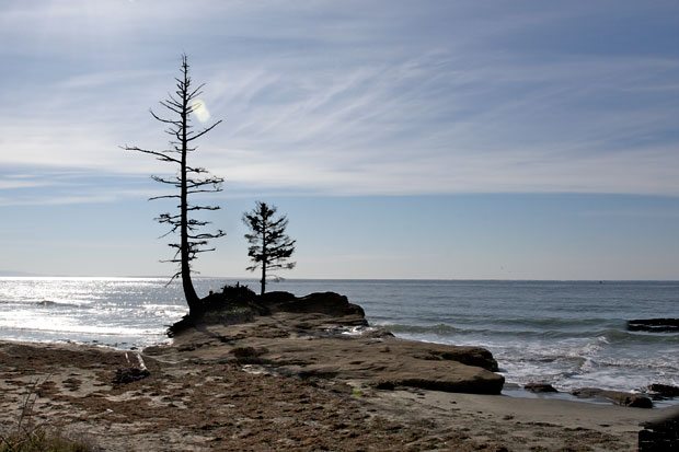 Tree on Ocean's Edge