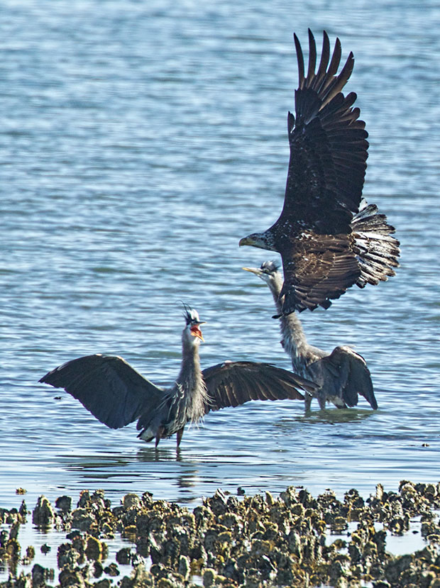 Great Blue Herons stand their ground 
