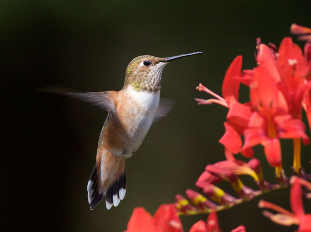 Humingbird