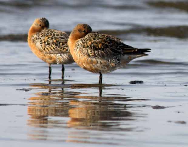 Two Red Knots