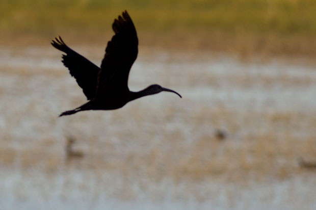Silhouette of Ibis in Flight 