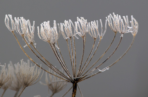 Frosted weeds 