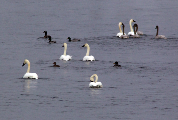 Trumpeter Swans and friends 