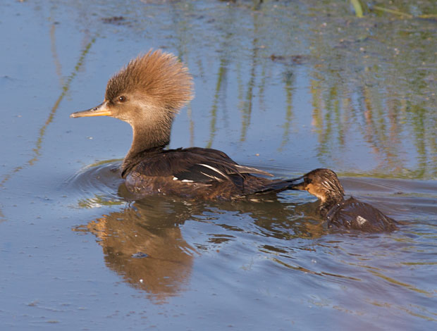 Hooded Merganaer with Duckling