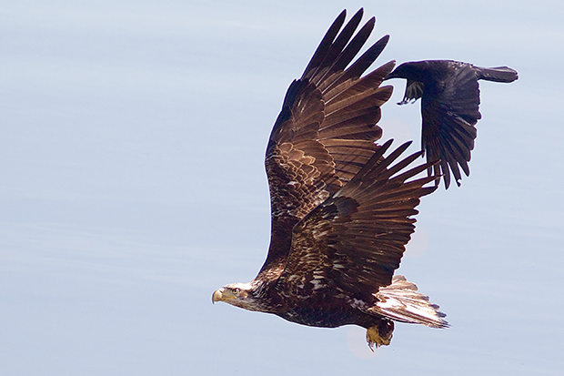Crow chasing Bald Eagle 