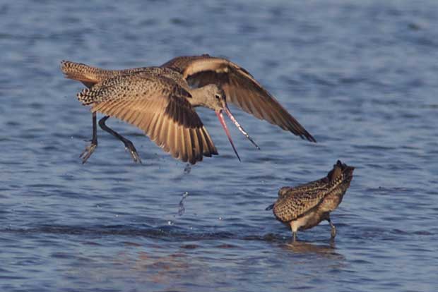 Godwits Fighting 