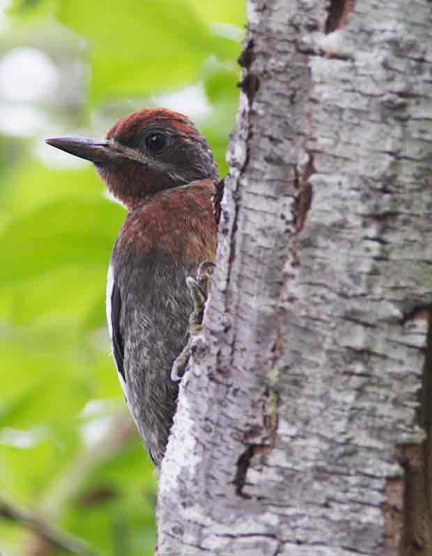 juvenile Red-Breasted Sapsucker