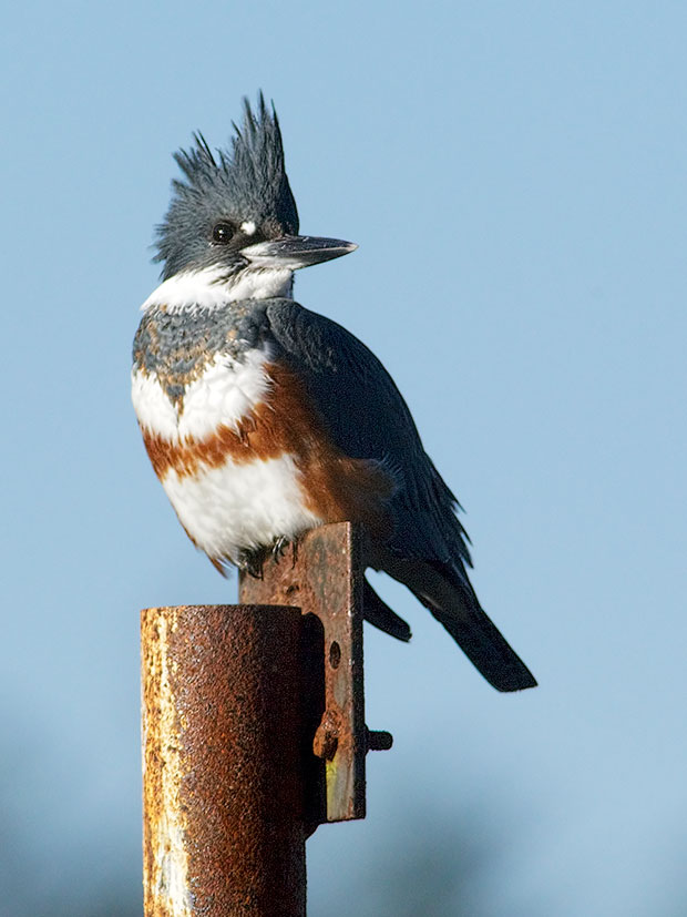 female Belted KIngfisher 