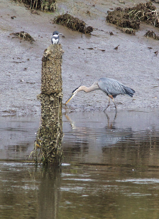 Kingfisher and Great Blue Heron 