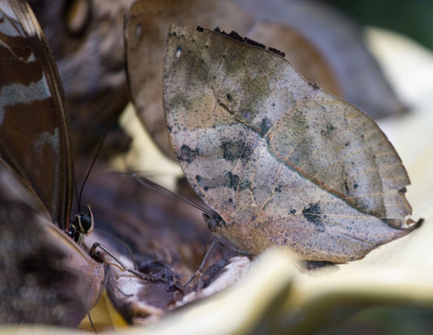 Leaf-like Butterfly