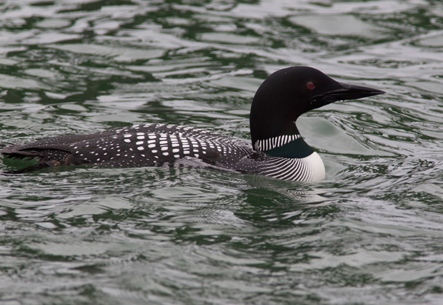 Common Loon in Breeding Colors