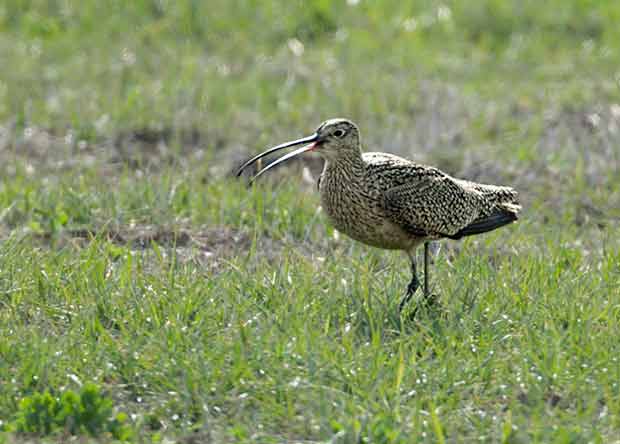Long-Billed Curlew  