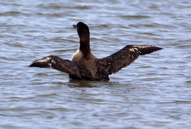 Loon in partial breeding plumage 