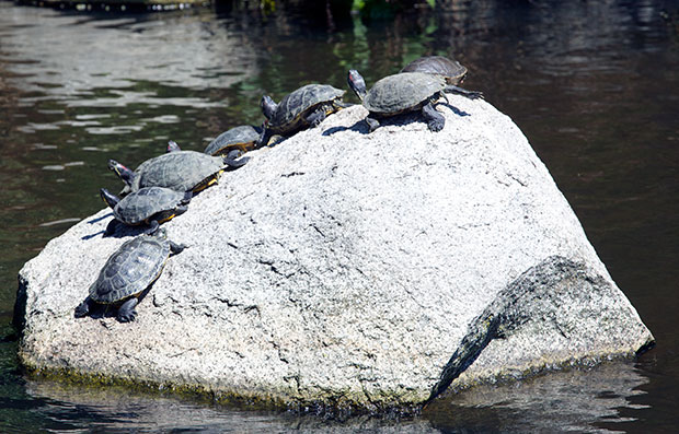 turtles on rock 