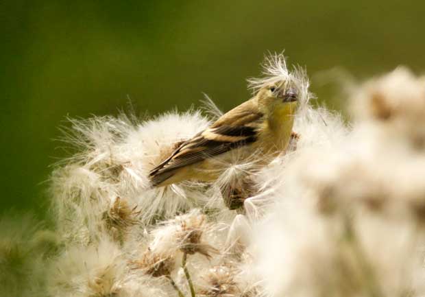 Goldfinch in Thistles