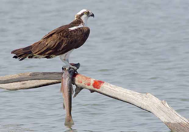 Osprey with trout 