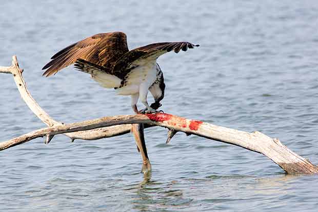 Osprey with trout 