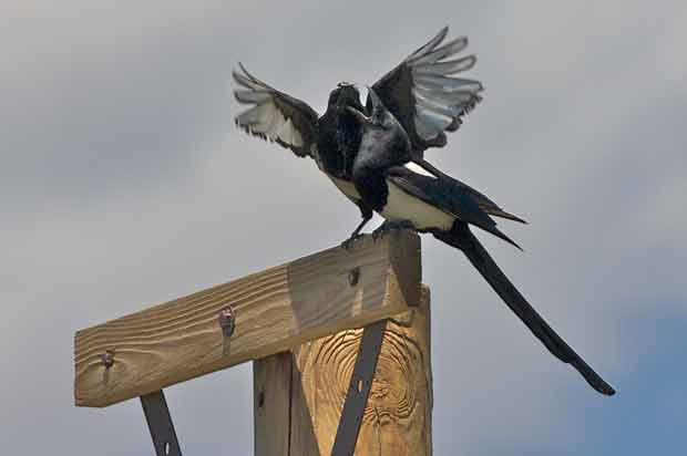 Magpie feeding fledgling