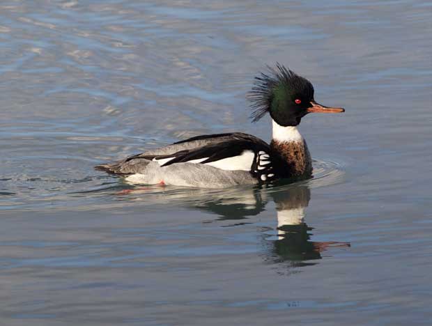 male Red-Breasted Merganser in breeding colors