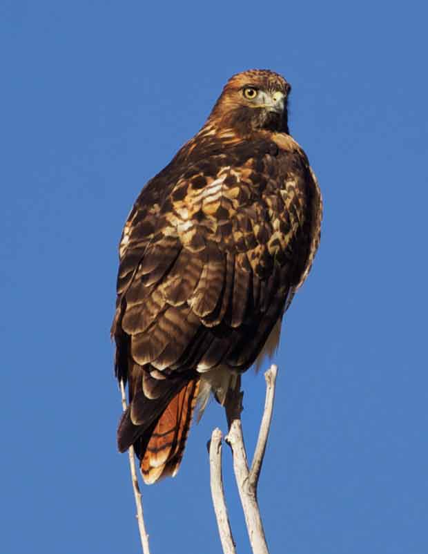 Red-Tailed Hawk 