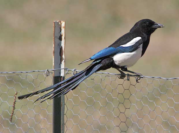 Magpie on Fence