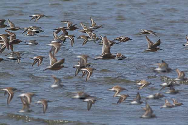 shorebird migration  