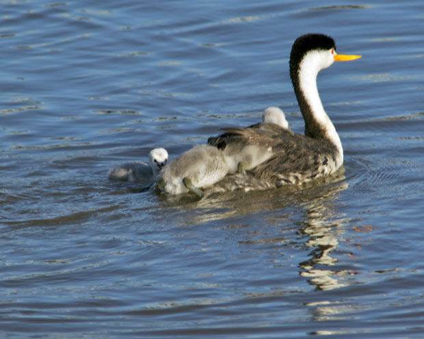 Western Grebe with Chicks on Back 