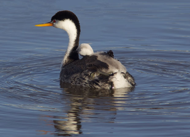 Western Grebe with Chick on Back