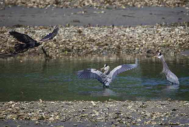 Bald Eagle and Great Blue Herons 