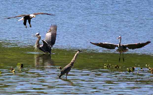 Bald Eagle and Great Blue Heron 