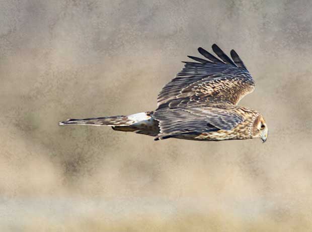 female Marsh Hawk