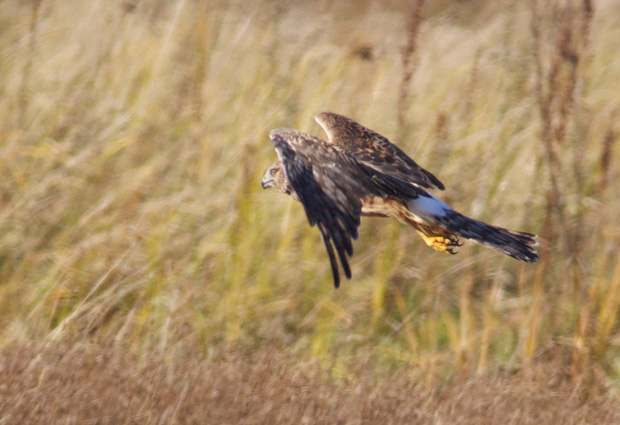 Marsh Hawk Flyby 