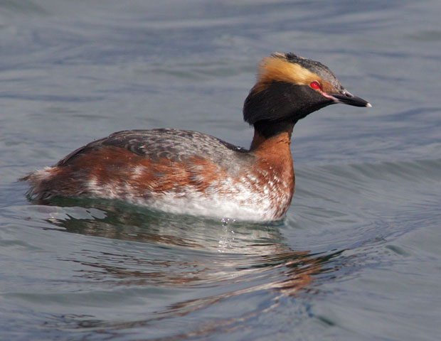 Horned Grebe almost in Breeding Colors