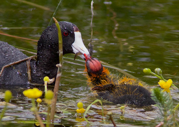 Coot with Chick  