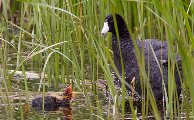  Coot with Chicks 