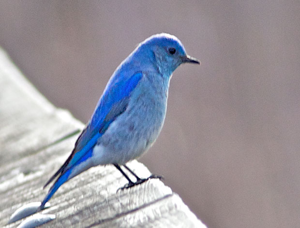 male Mountain Bluebird 