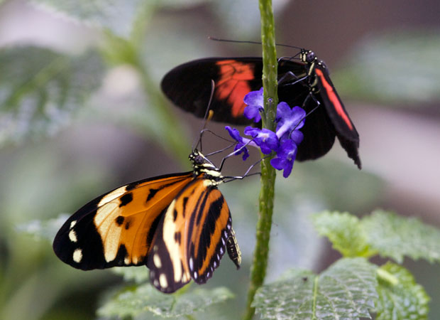 Pair of Butterflies on Purple Flowers