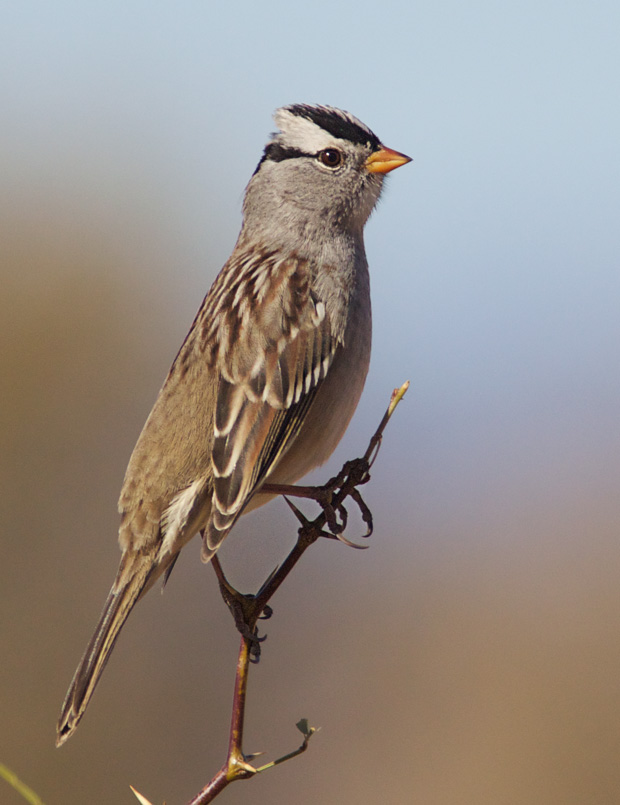 White-Crowned Sparrow. 