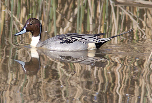 male Northern Pintail 