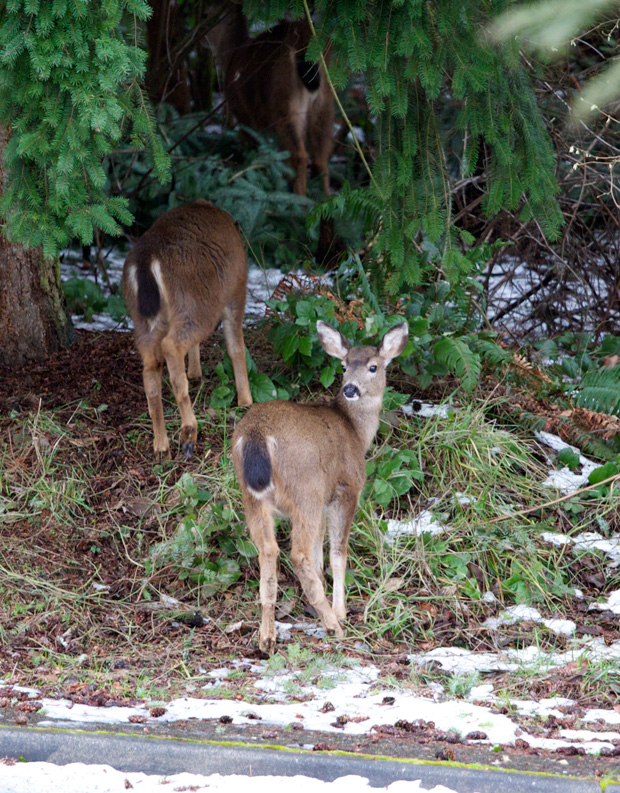 Neighborhood Deer 