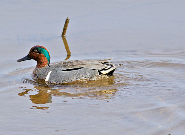 Green-Winged Teal 