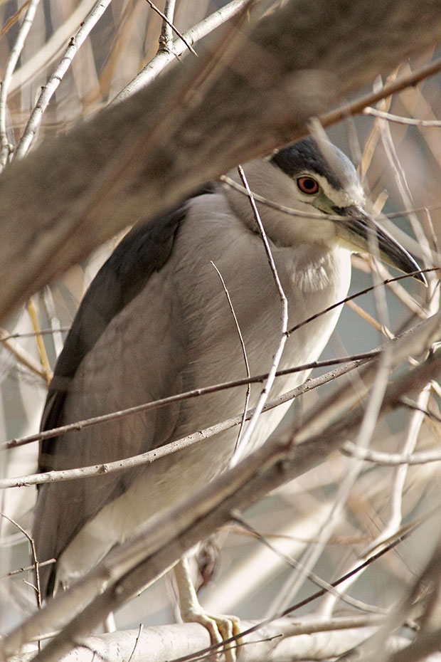 Night Heron  in tree 