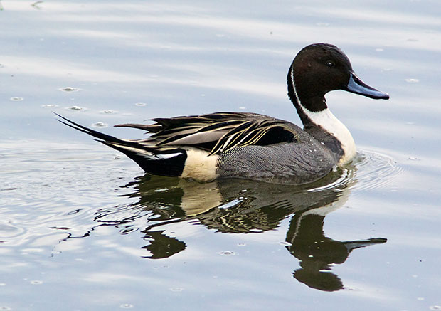 male Northern Pintail 