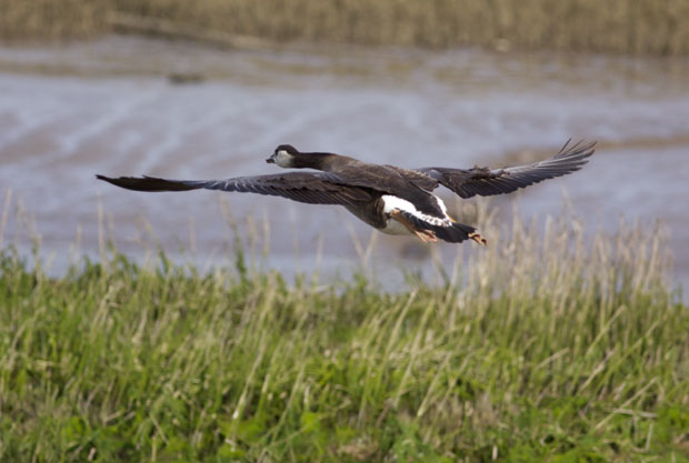 Canada Goose flyby