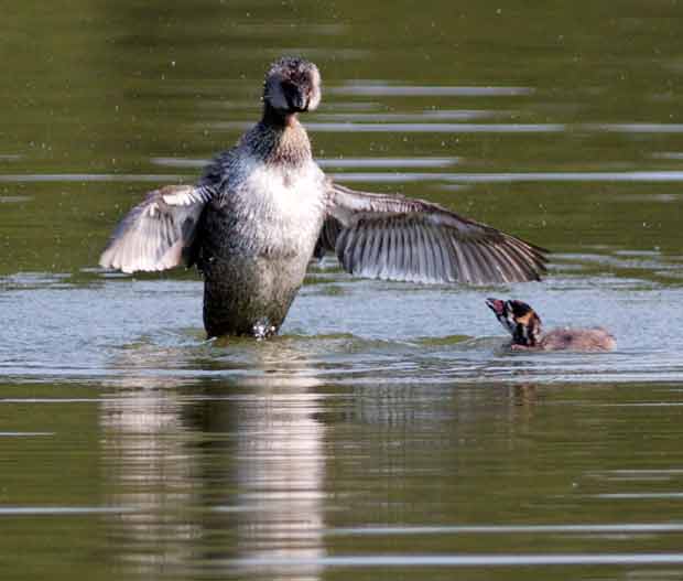 Pied-Billed Grebe Flapping Wings