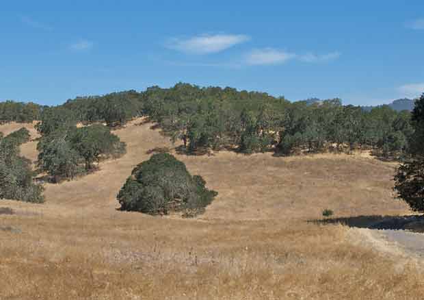 Santa Rosa Hillside with Oaks