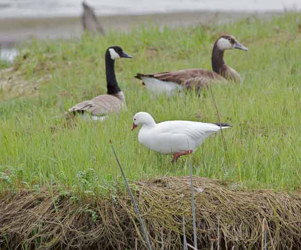 Snow Goose with Friends